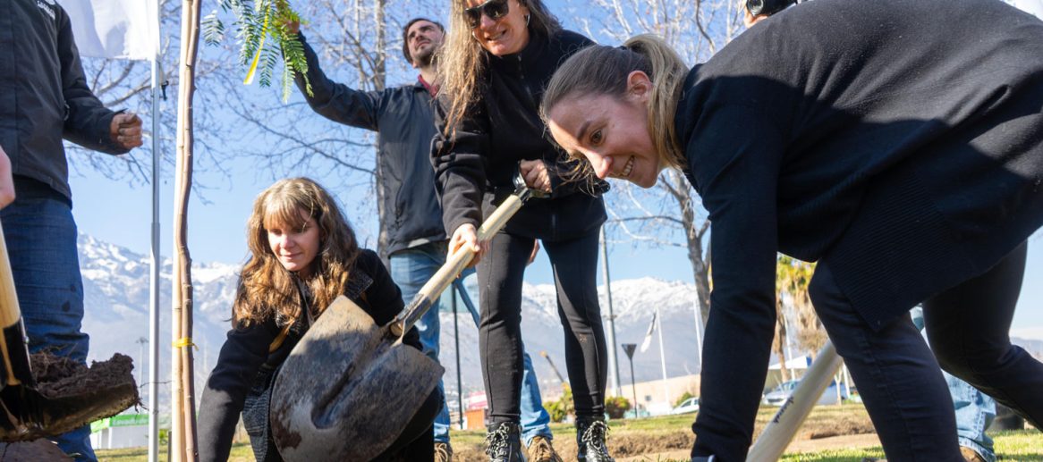 Plantar árboles nativos