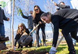 Plantar árboles nativos